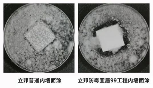 立邦防霉宜居99工程內(nèi)墻面涂滿足28天耐霉菌性0級的標準.jpg